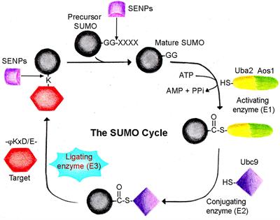 SUMO and SUMOylation Pathway at the Forefront of Host Immune Response